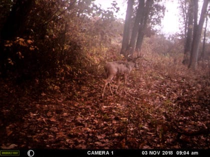 A giant whitetail traversing terrain