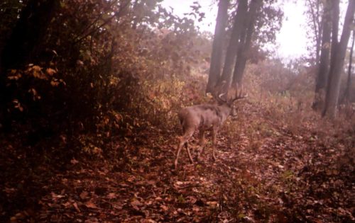 deer hunting next to a thicket