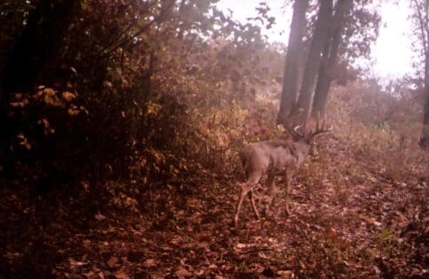 deer hunting next to a thicket