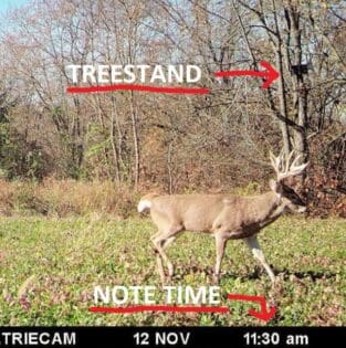 Mature buck cruising in the middle of the day