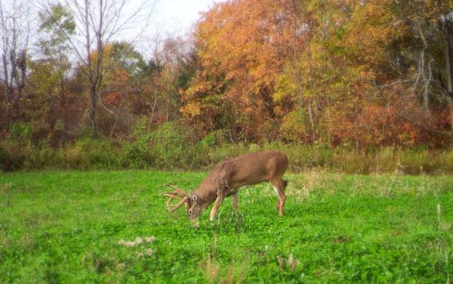 October Whitetail Hunting tips and tactics in Pike county Illinois