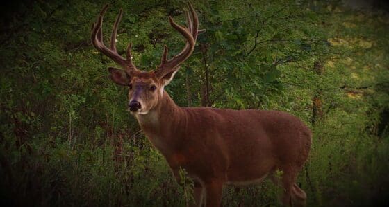 trophy whitetail on trail camera