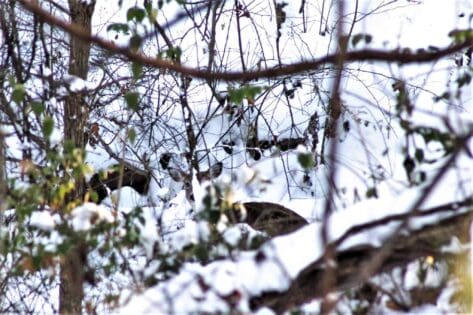 Having late season bedding cover is essential for holding deer