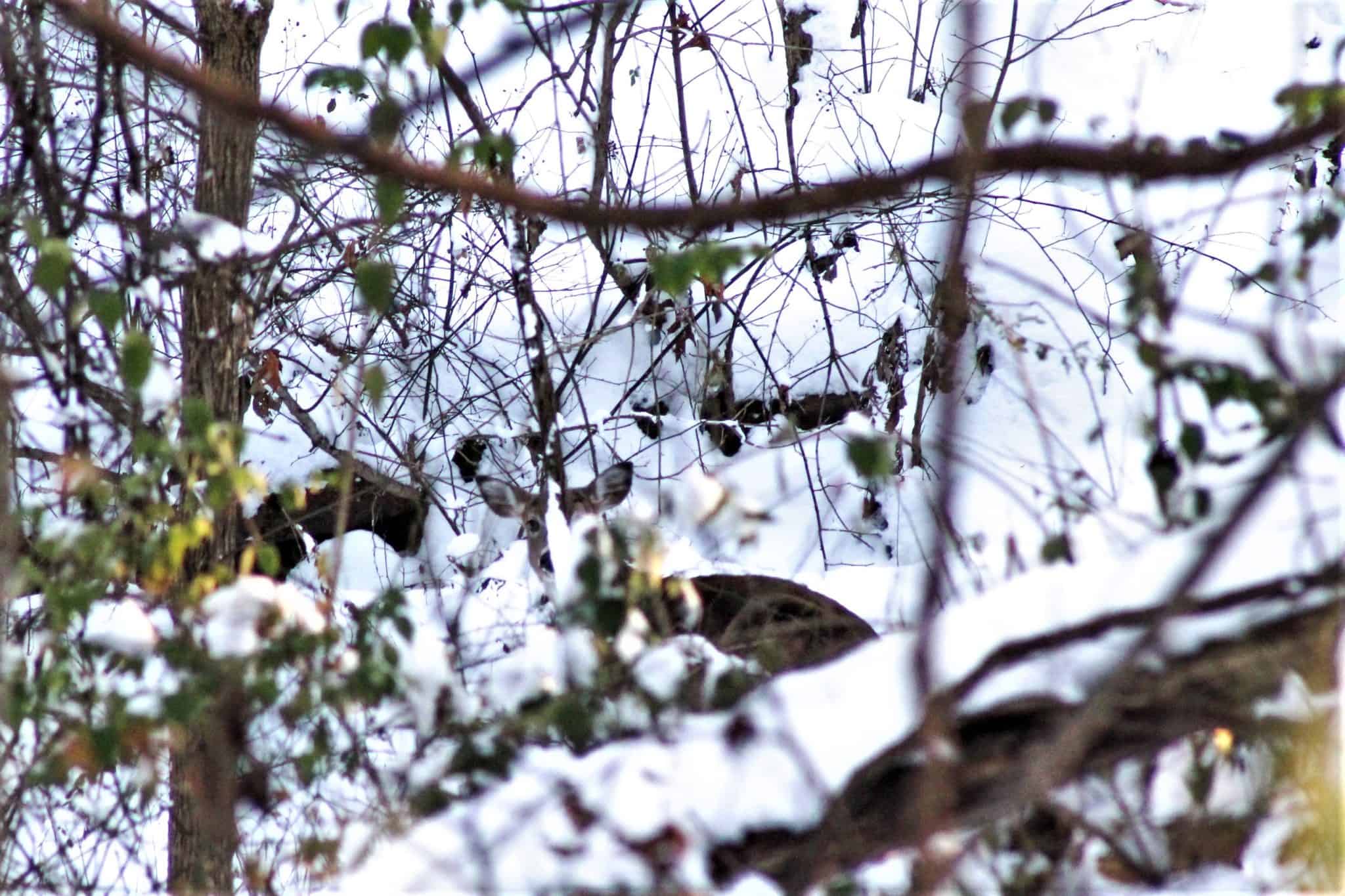deer in the deep snow bedding