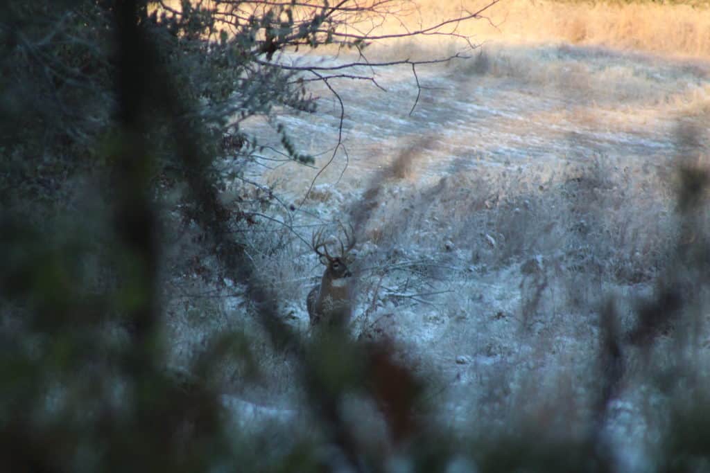 Late Season Whitetail Hunting Illinois Late Deer Hunts Heartland Lodge