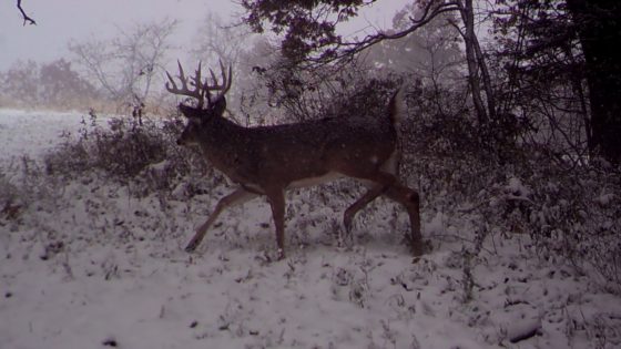 Late Season Deer Hunting Tips