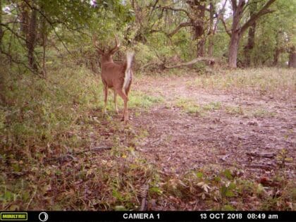 Hank working a scrape just 25 yards from the stand