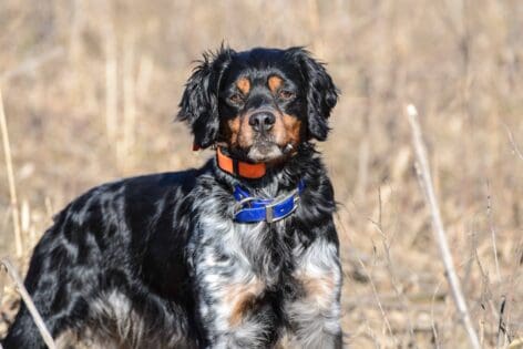 bringing your own dog to an orvis lodge