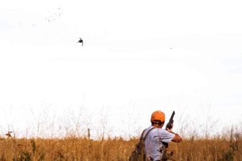 Quail hunting at Heartland Lodge preserve