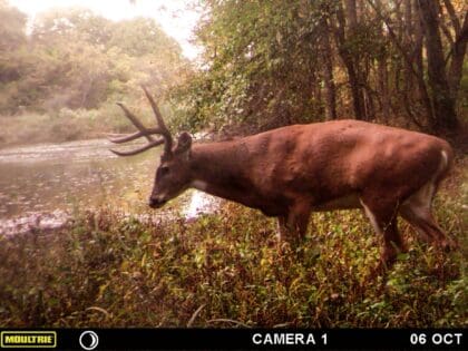 Hunting whitetails in october over water holes