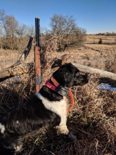 pheasant hunting at outfitter