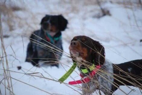 Pheasant hunting club in Illinois