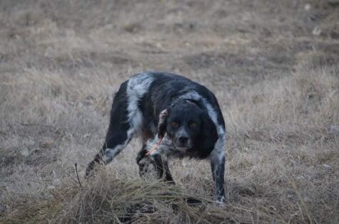 French Dog hunting quail in illinois