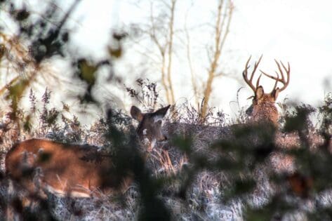 Illinois whitetail bucks