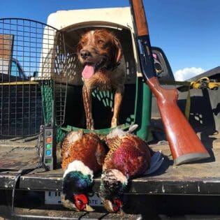 A happy upland hunting bird dog!