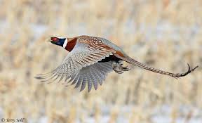 late season pheasant hunting tips