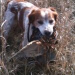 pheasant hunting tactics