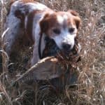 Premier Pheasant hunting outfitter in illinois