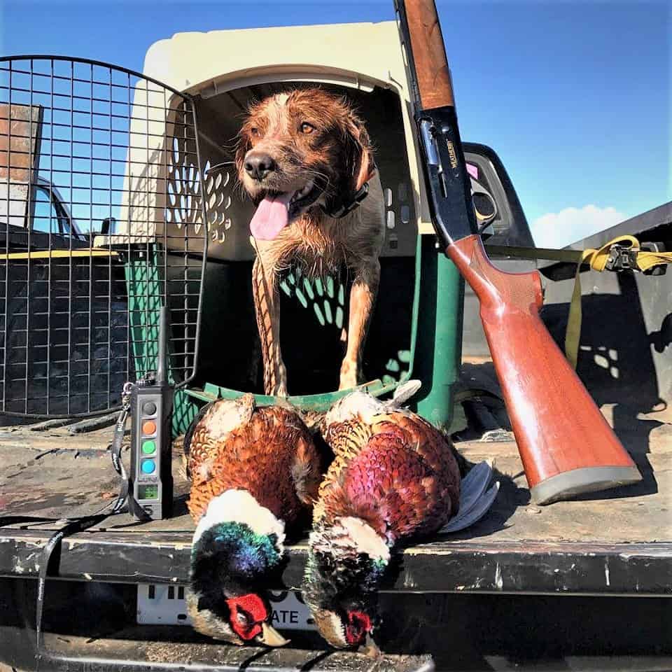 pheasant and dog shot sizes