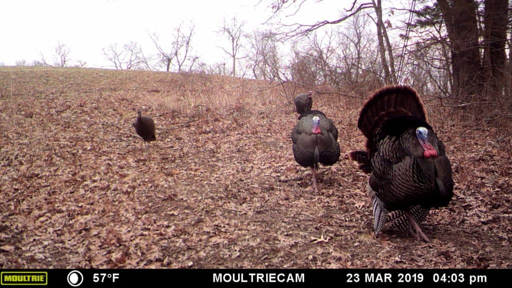 Using trail cameras for turkeys