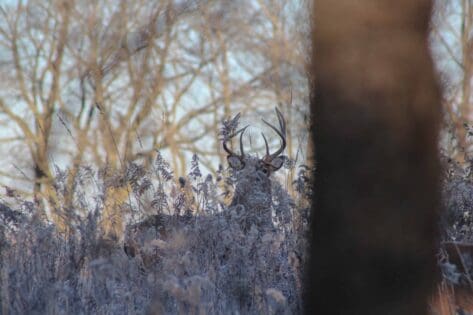 deer hunting from a climber