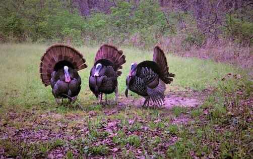 Outfitters in Illinois for Turkeys