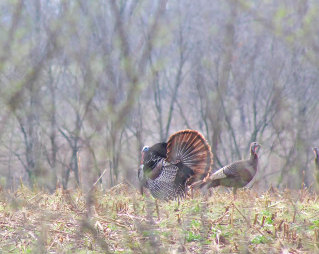 turkey hunting outfitters