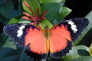 Butterfly at MO Botanical Gardens