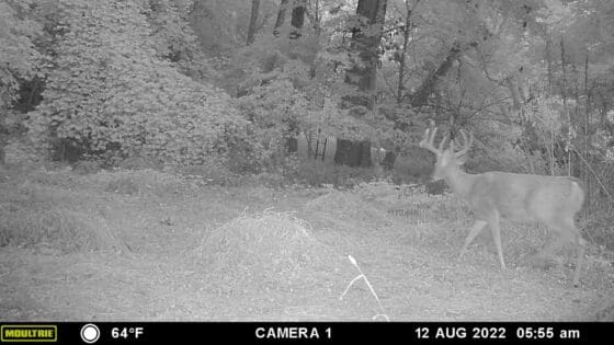 September Scouting for whitetails