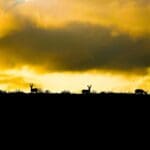 Bucks feeding on the horizon.