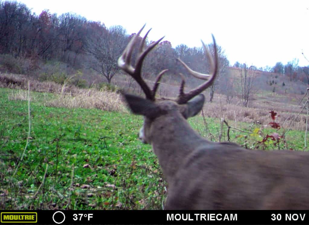 Post rut whitetail hunting in Illinois
