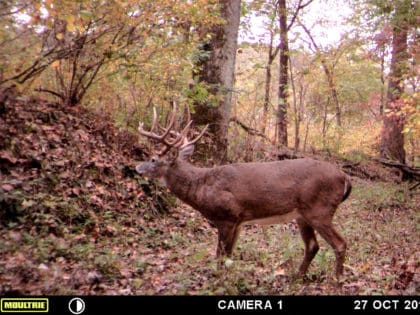 Nice buck on trail camera.
