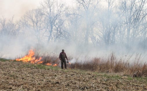 Pheasant hunting fire burning