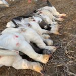 Snow goose hunting guides