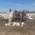 Stacking up the snow geese!