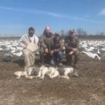 Stacking up the snow geese!