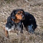 Pheasant hunting in March in Illinois