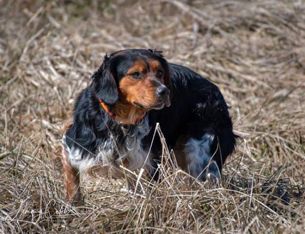 Pheasant hunting in March in Illinois