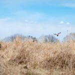 Quail Hunting in IL