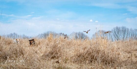 Quail Hunting in IL