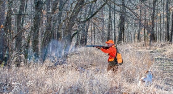 Hunting wild quail in Illinois