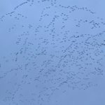 snow goose migration!