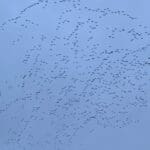 snow goose migration!