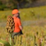 early season wingshooting outfitter