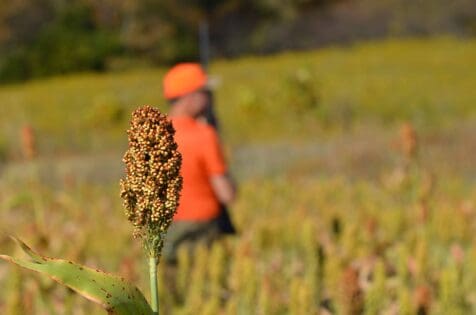 early season quail and pheasant hunting over milo food plot