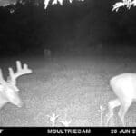 Moultrie Digital Game Camera