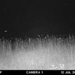 Moultrie Digital Game Camera