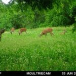 Moultrie Digital Game Camera