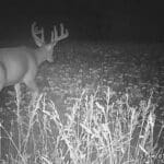 Buck with nice browtines!