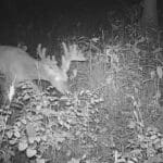 Massive buck!